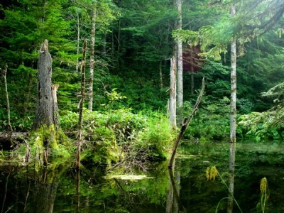【癒しの森】散策路の奥に佇む神秘の池。7月中旬～下旬には池の周辺でホタルを見ることが出来ます。