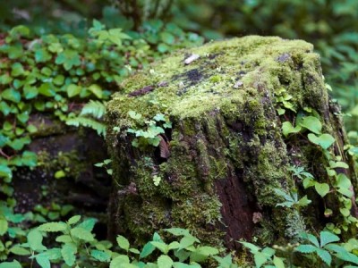 【癒しの森】多くの動植物が暮らす森の中。普段の生活リズムより、少しだけゆったりとした時間が流れているように感じられます。