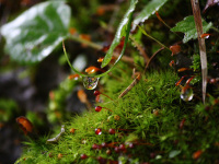 �y�C���[�W�z�����̐X