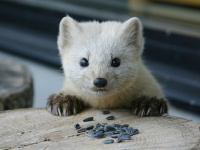 �y�X�̏Z�l�z����܂ŗV�тɂ���ė���G�]�N���e���B�~����t�ɂ����ďh�̎��ӂɗǂ��p�������܂��B