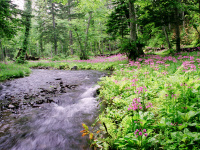 �y����񑐁z�X�𗬂�鐴���̘e�ɂ��邨�Ԕ�