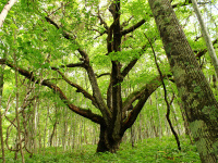 �ŏ�̃~�Y�i��