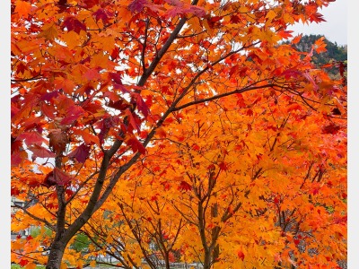 層雲峡の紅葉1