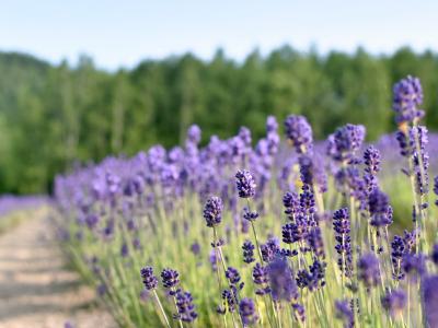 【外観】ラベンダーの香りが広がります。