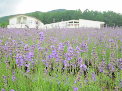 【外観】夏には敷地いっぱいにラベンダーが咲き誇ります♪