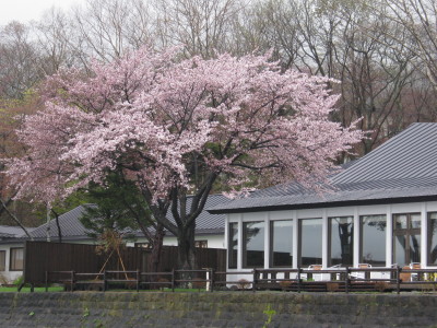 5月　桜の頃