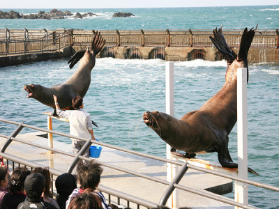 水族館_トドショー