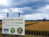 Emisia Rice Field