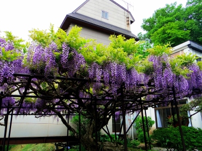 藤棚