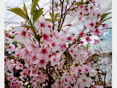 ハーブ園雪見桜イメージ