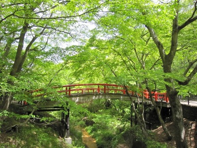 新緑の河鹿橋