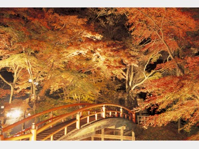 河鹿橋ライトアップ