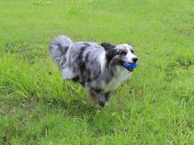 【屋外ドッグラン】