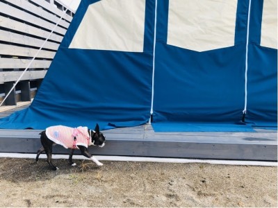 犬テント1