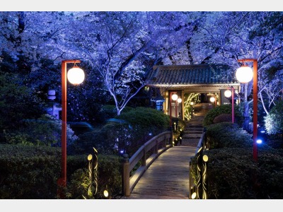 日本庭園　竹あかり