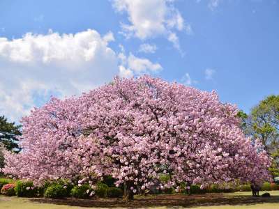 【新宿御苑/春】都心で自然を感じたい方にオススメの公園。(池袋駅から４駅)