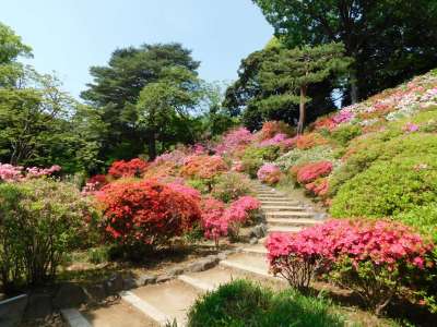 【六義園/春】小高い築山と広い池をもつ明るい庭園（池袋駅から3駅）