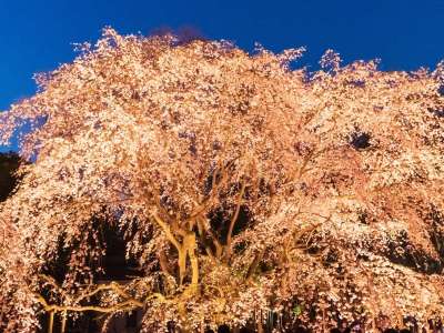 【六義園/春】六義園のしだれ桜（池袋駅から3駅）