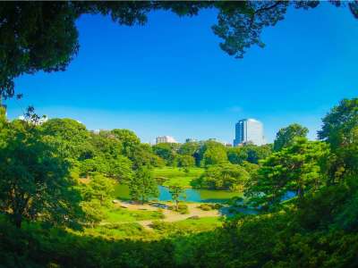【六義園/夏】六義園のしだれ桜（池袋駅から3駅）