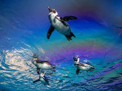 【サンシャイン水族館】空飛ぶペンギンが有名な水族館！(当館より徒歩約8分)
