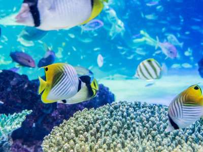 【サンシャイン水族館】空飛ぶペンギンが有名な水族館(当館より徒歩約8分)