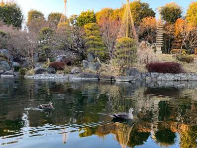 【目白庭園/冬】四季折々の様々な自然や数寄建築など伝統文化を感じられる公園(池袋駅から1駅)