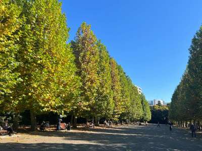 【新宿御苑/秋】都心で自然を感じたい方にオススメの公園。(池袋駅から4駅)
