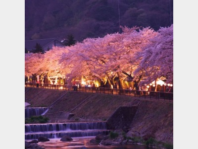 夜桜　イメージ1