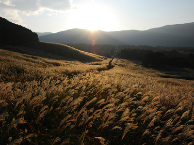 【仙石原すすき草原】神奈川県の景勝50選に選ばれる景勝地です。ホテルから車で約2分、徒歩約10分。