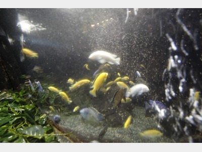 大浴場水槽（熱帯魚）