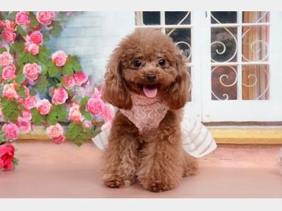 看板犬