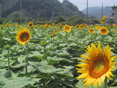 ひまわり畑