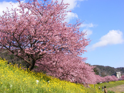 みなみの桜と菜の花
