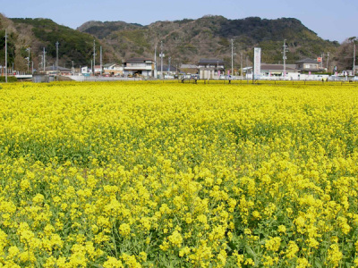 菜の花畑