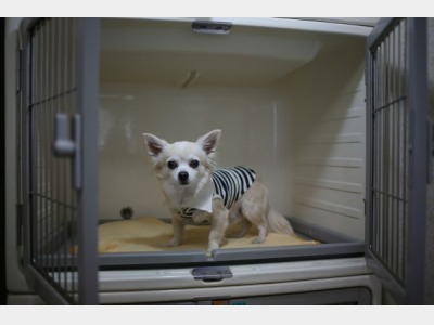 わんわんホテルイメージ ※館内、お部屋、パブリックスペース不可