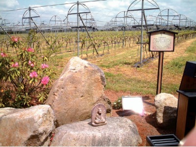 十二支めぐりイメージ（申）