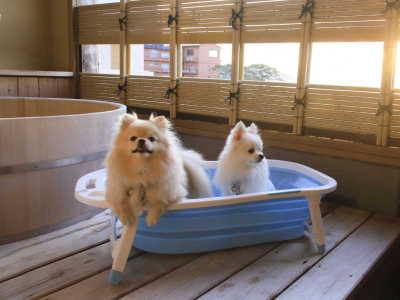 露天風呂付和室　わんちゃん専用バス