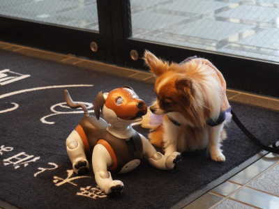 【ロビー】看板犬Aibo