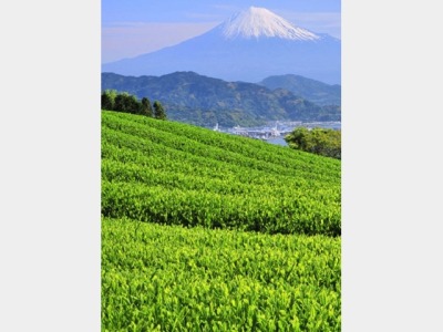 茶畑　富士山