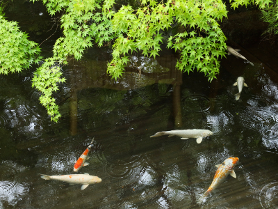 中庭】中庭の池には鯉がたくさん泳いでいます。