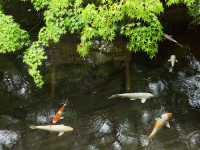 ����z����̒r�ɂ͌��������j���ł��܂��B