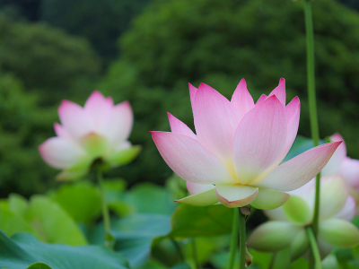 【蓮の花】真砂館では6月頃から8月上旬頃まで蓮の花が咲きます。
