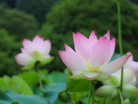 �y�@�̉ԁz�^���قł�6��������8����{���܂Ř@�̉Ԃ��炫�܂��B