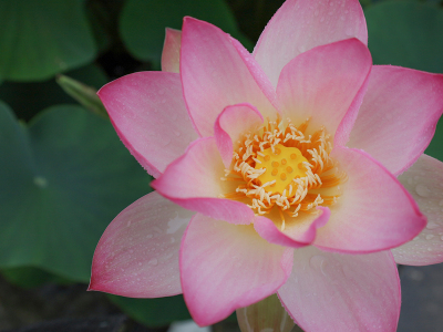 【蓮の花】真砂館では6月頃から8月上旬頃まで蓮の花が咲きます。