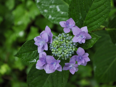 【紫陽花】真砂館の周りには自然がたくさん！梅雨時期の紫陽花も綺麗に咲きます。