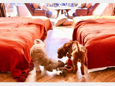 ワンちゃんとお泊りいただけるお部屋もご用意しています。