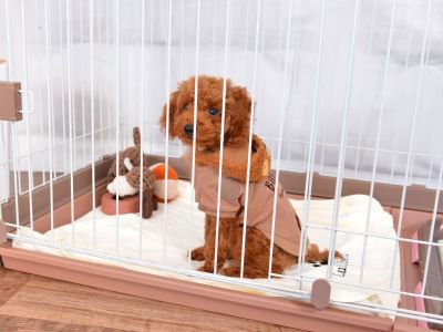 ペットケージ　