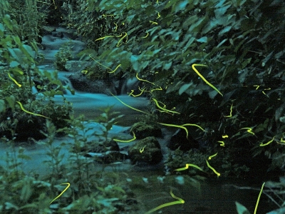 石の湯ゲンジボタル