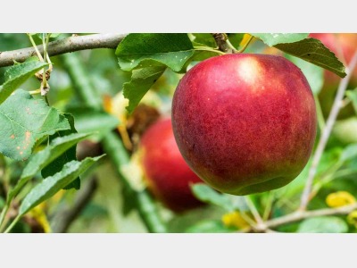 フルーツ狩り【イメージ】