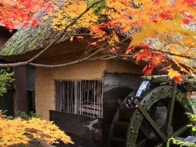 花屋が錦に彩られる紅葉の季節。見頃は１０月下旬～１１月初旬です。